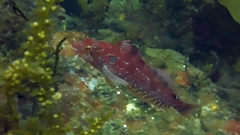 Hexagrammos decagrammus