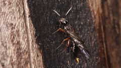 Xiphydria maculata