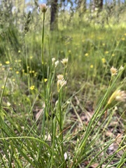 Juncus chlorocephalus