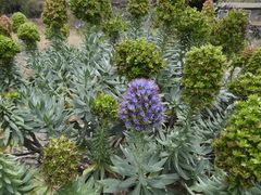 Echium portosanctense