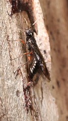 Xiphydria maculata