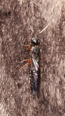 Xiphydria maculata