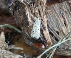 Monochroa quinquepunctella