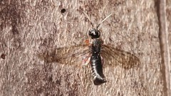 Xiphydria maculata