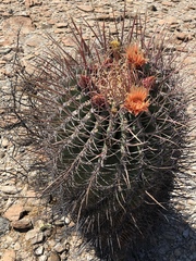 Ferocactus emoryi rectispinus