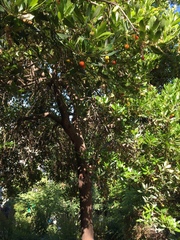 Arbutus unedo