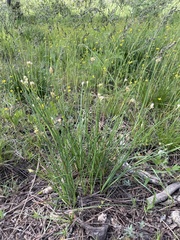 Juncus chlorocephalus