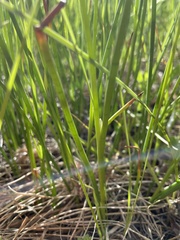 Juncus chlorocephalus