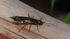 Xiphydria maculata