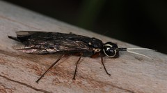 Xiphydria maculata