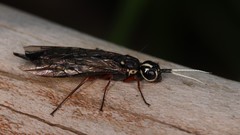 Xiphydria maculata