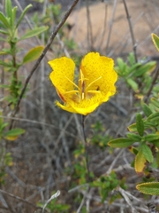 Calochortus weedii weedii