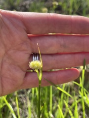 Juncus chlorocephalus