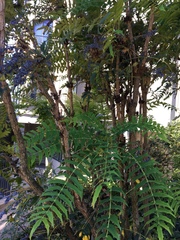 Berberis