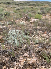 Boechera pendulocarpa