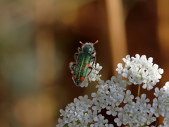 Trichodes quadriguttatus
