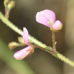 Desmodium psilocarpum