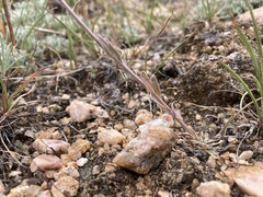 Boechera pendulocarpa