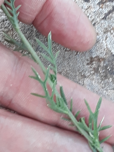 Image of Lonas annua by (c) Karim Haddad, some rights reserved (CC BY)