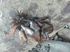 Mazzaella laminarioides