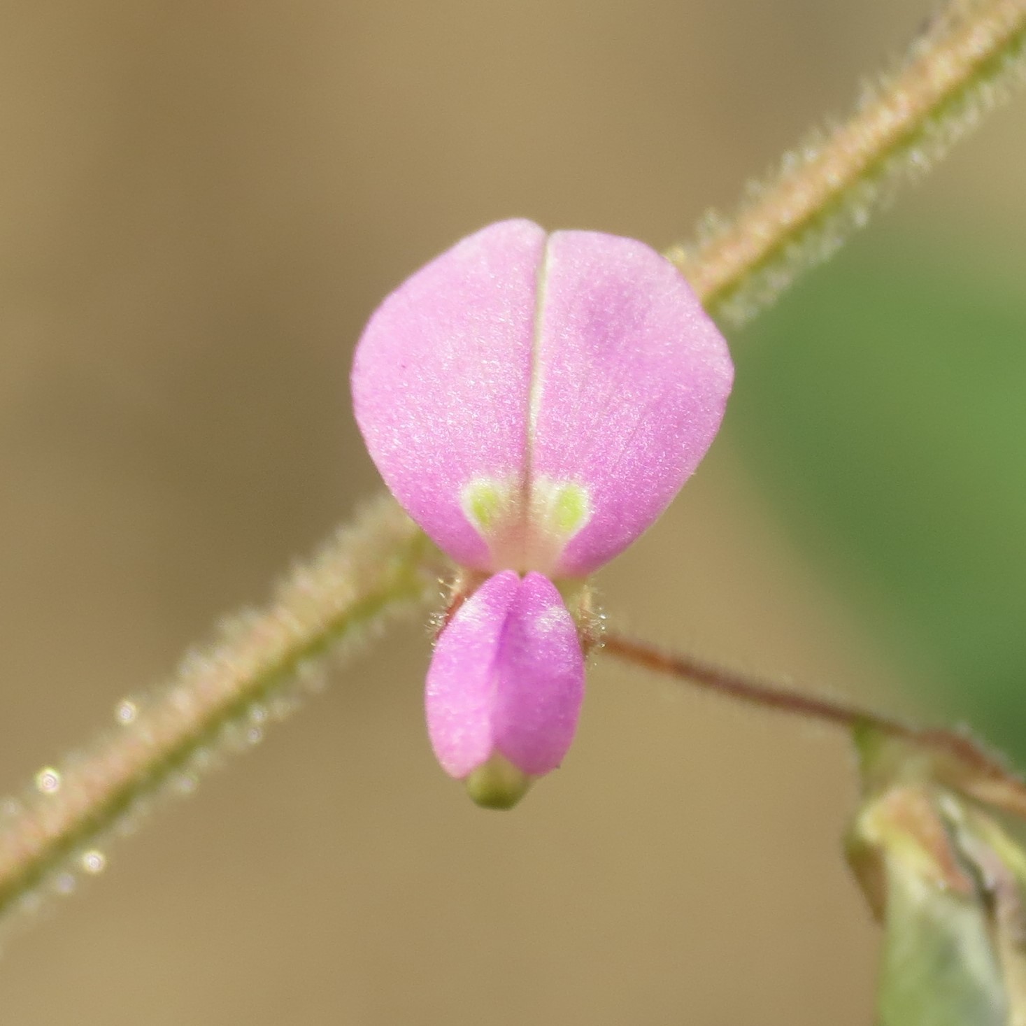 Desmodium psilocarpum