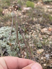 Boechera pendulocarpa