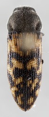 Acmaeodera cribricollis