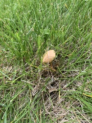 Agrocybe