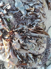 Mazzaella laminarioides