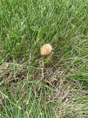 Agrocybe