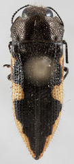 Acmaeodera horni