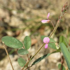 Desmodium psilocarpum