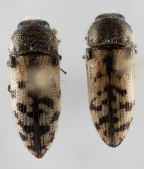 Acmaeodera immaculata