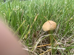 Agrocybe
