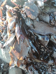 Mazzaella laminarioides