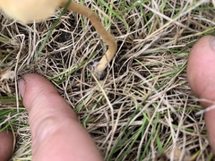 Agrocybe