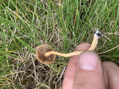Agrocybe