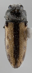 Acmaeodera quadrivittatoides