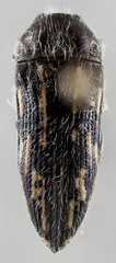 Acmaeodera pubiventris lanata