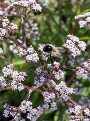 Bombus ephippiatus