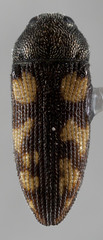 Acmaeodera yuccavora