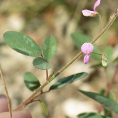 Desmodium psilocarpum