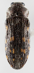 Acmaeoderopsis junki