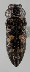 Acmaeoderopsis rockefelleri