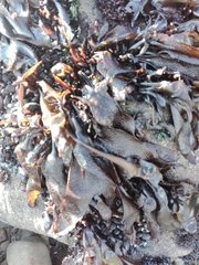 Mazzaella laminarioides