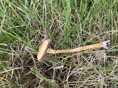 Agrocybe
