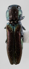 Agrilaxia arizonae