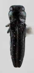 Agrilaxia flavimana