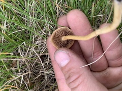 Agrocybe