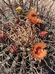 Ferocactus emoryi rectispinus